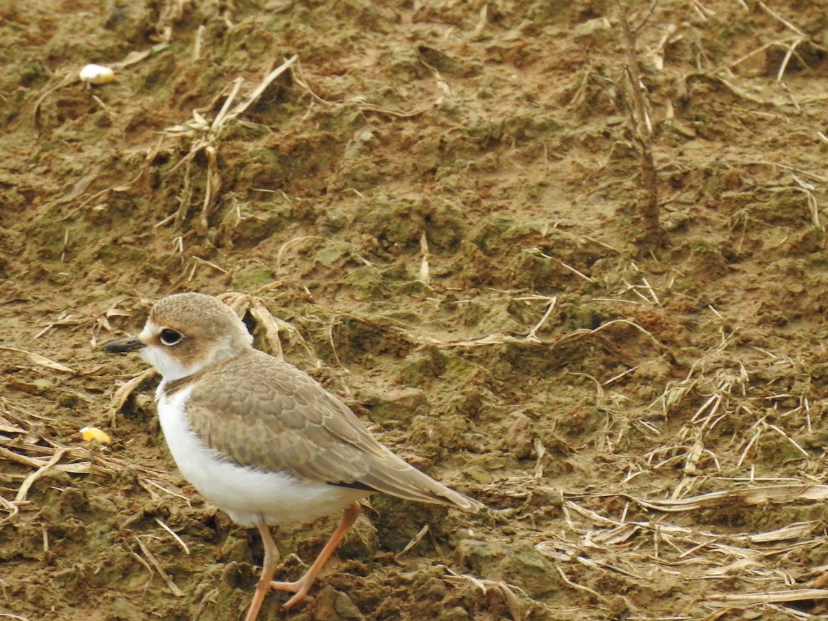 Collared Plover - ML612379489