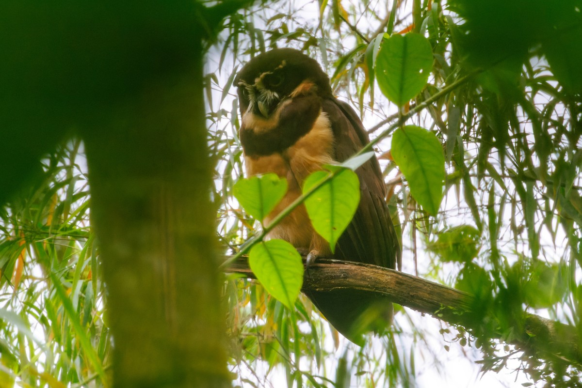 Spectacled Owl - ML612379491