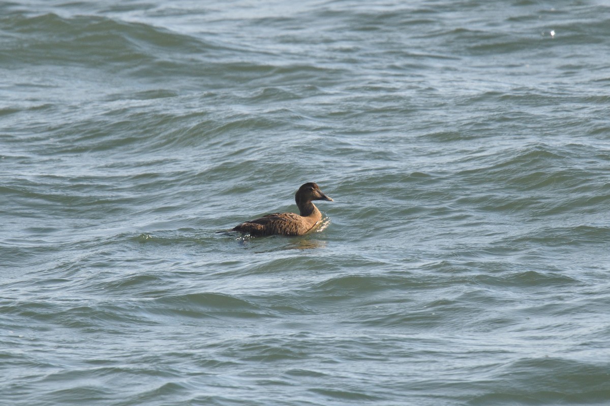 Common Eider - ML612379546