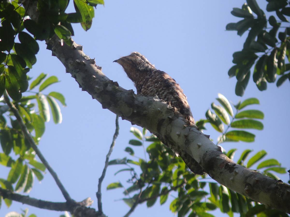 potu velký - ML612379566