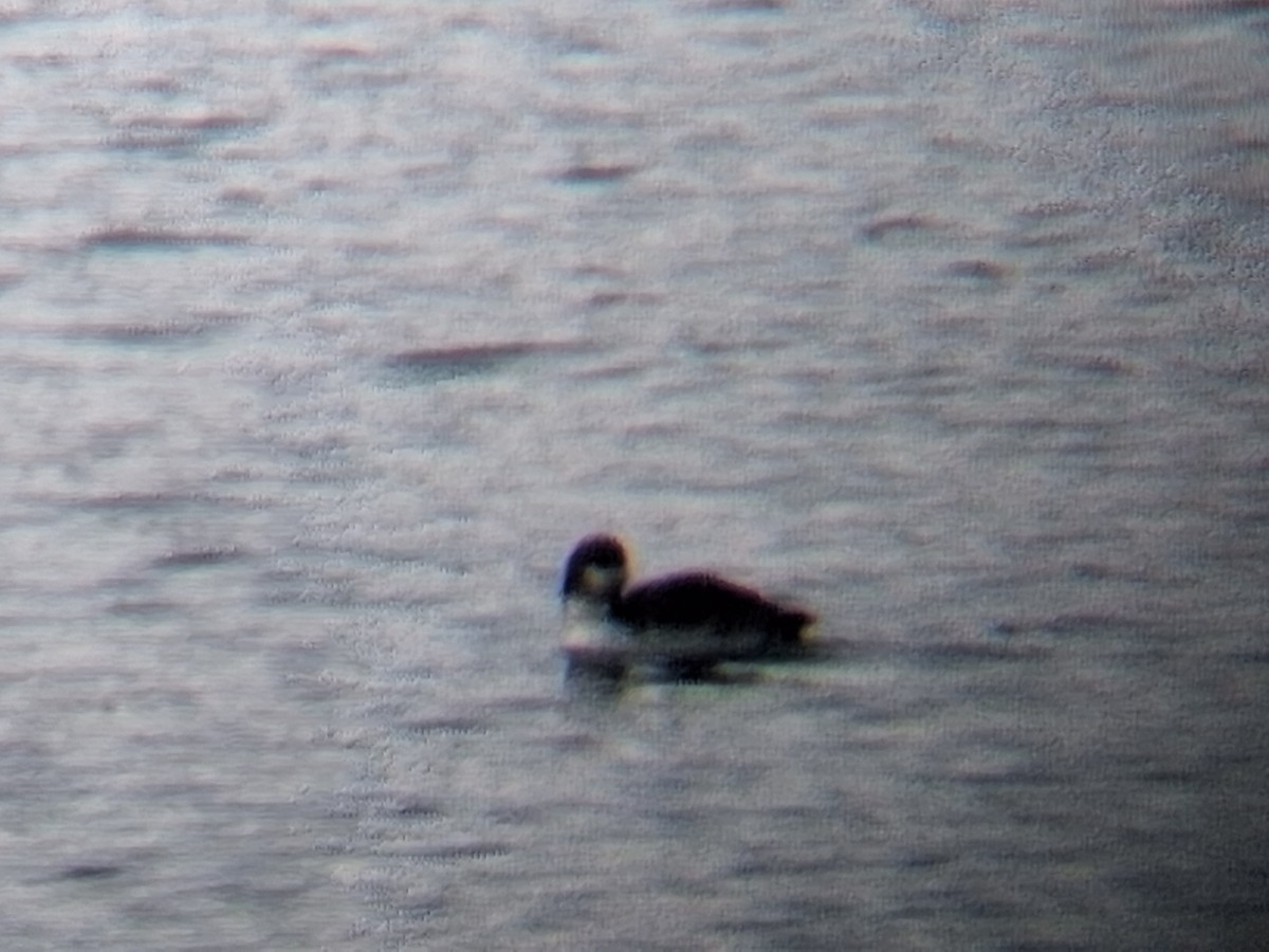 loon sp. - ML612379626