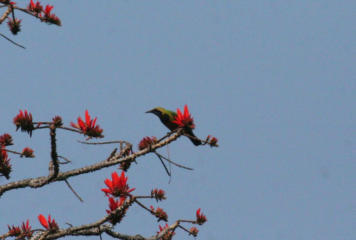 Orange-bellied Leafbird - ML612379638