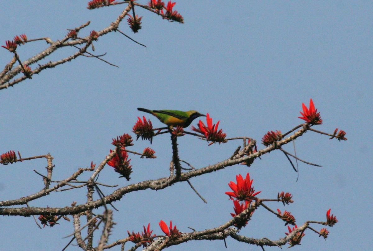 Orange-bellied Leafbird - ML612379639