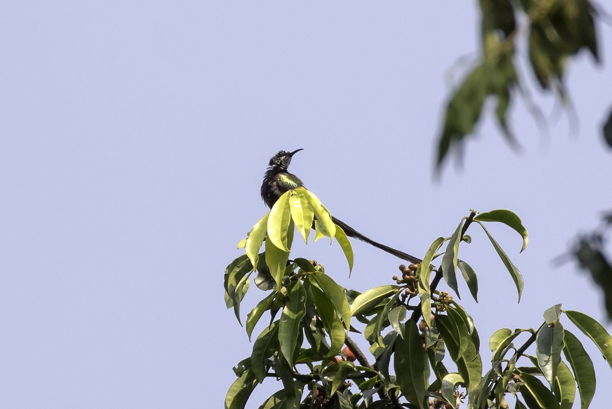 Purple-breasted Sunbird - Sayam U. Chowdhury