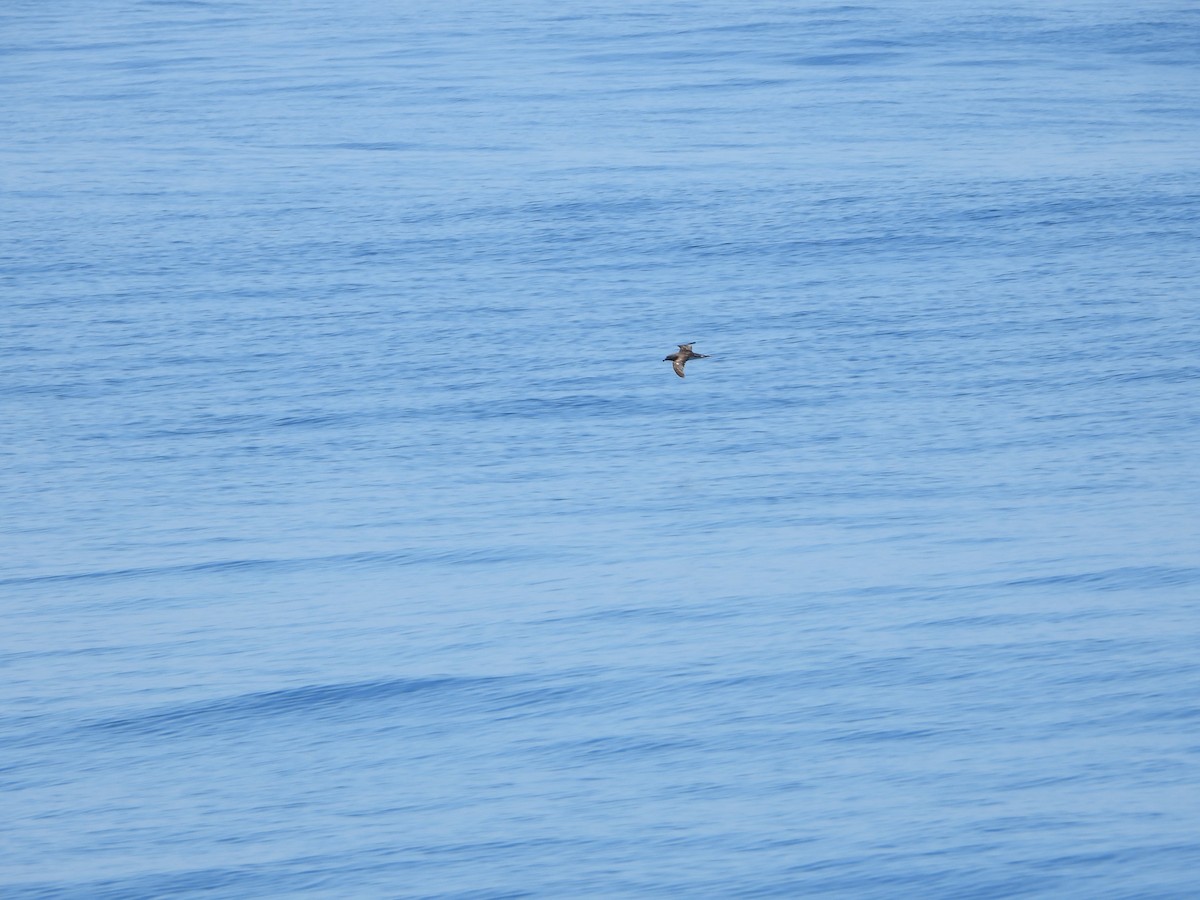 Tahiti Petrel - Ana Maria Monge Ortiz