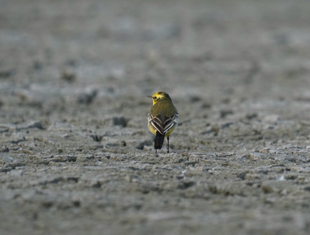 Western Yellow x Citrine Wagtail (hybrid) - ML612379774