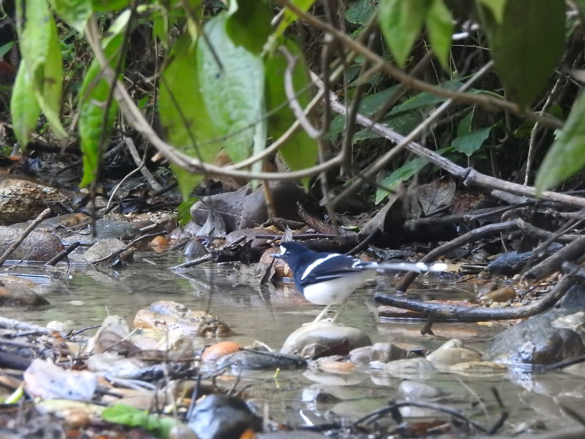 White-crowned Forktail (Northern) - ML612379826