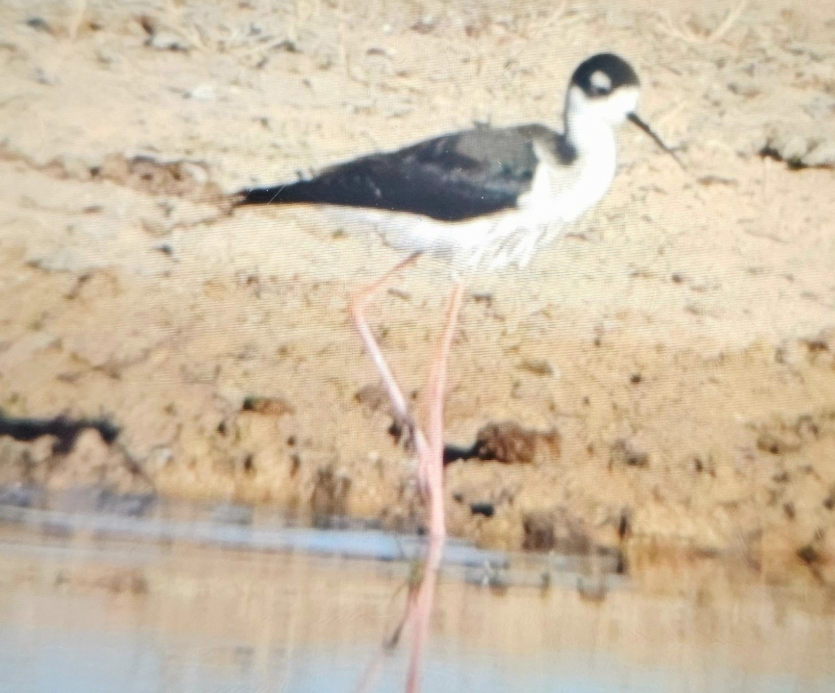 Black-necked Stilt (Black-necked) - ML612379829