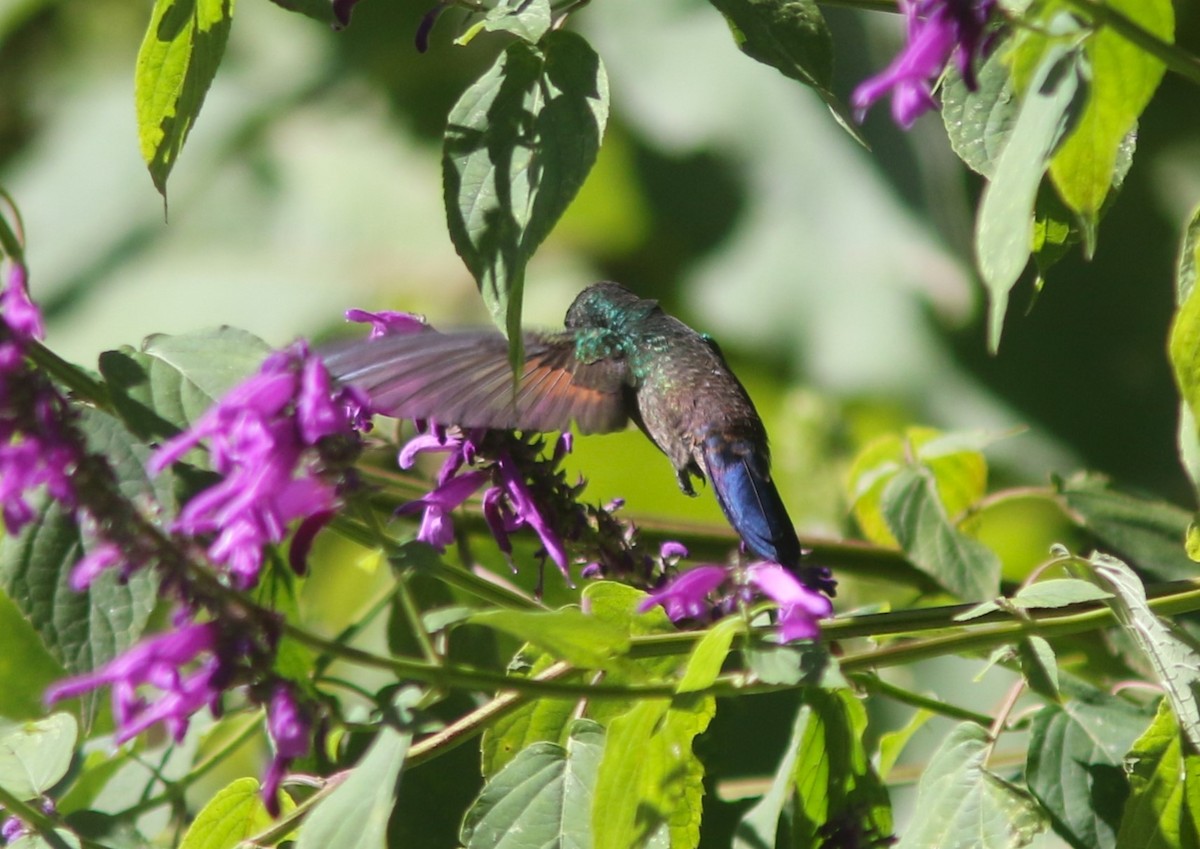 Blue-tailed Hummingbird - ML612379859