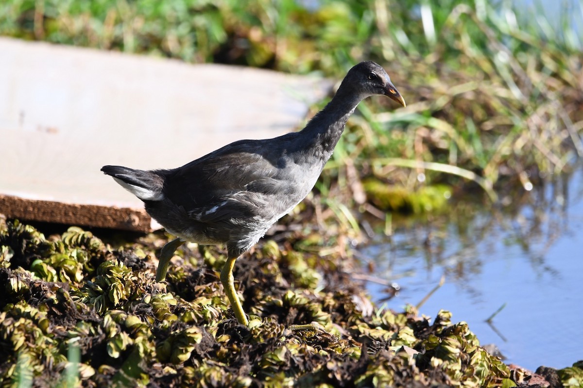 Common Gallinule - ML612379886