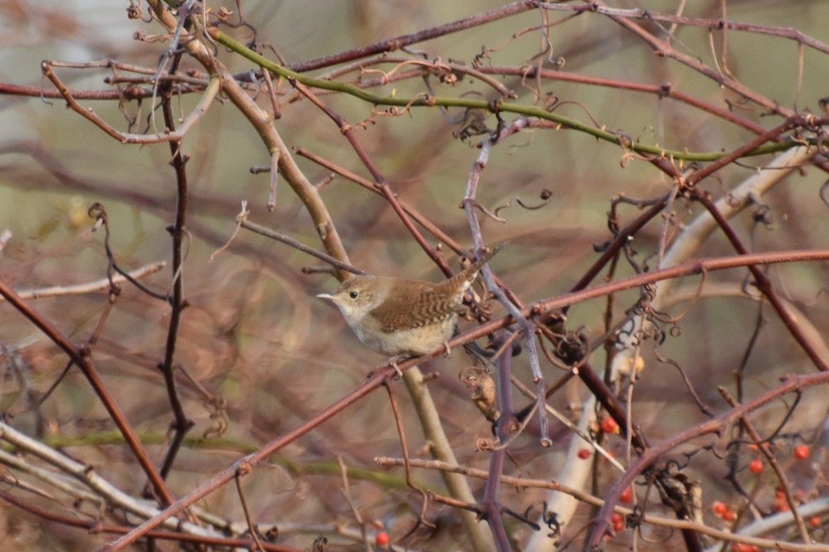 Northern House Wren - ML612379904