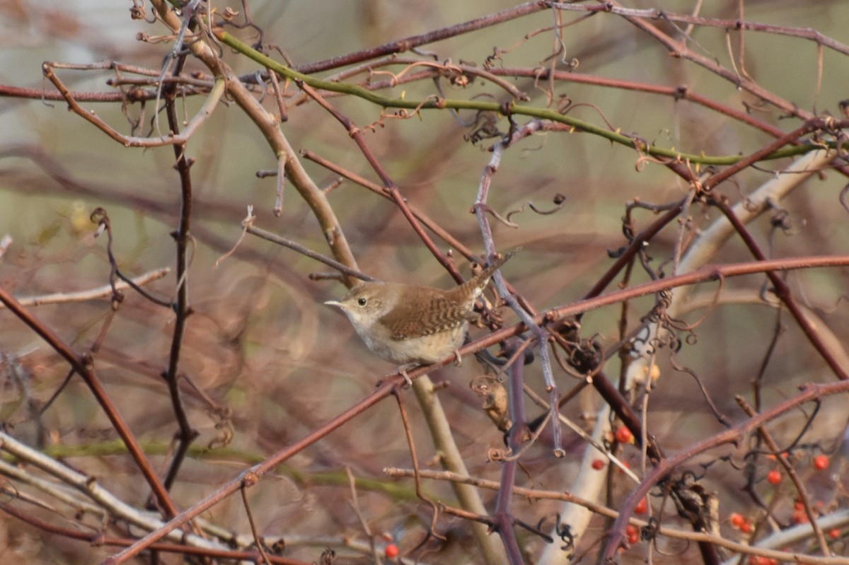 House Wren - ML612379904