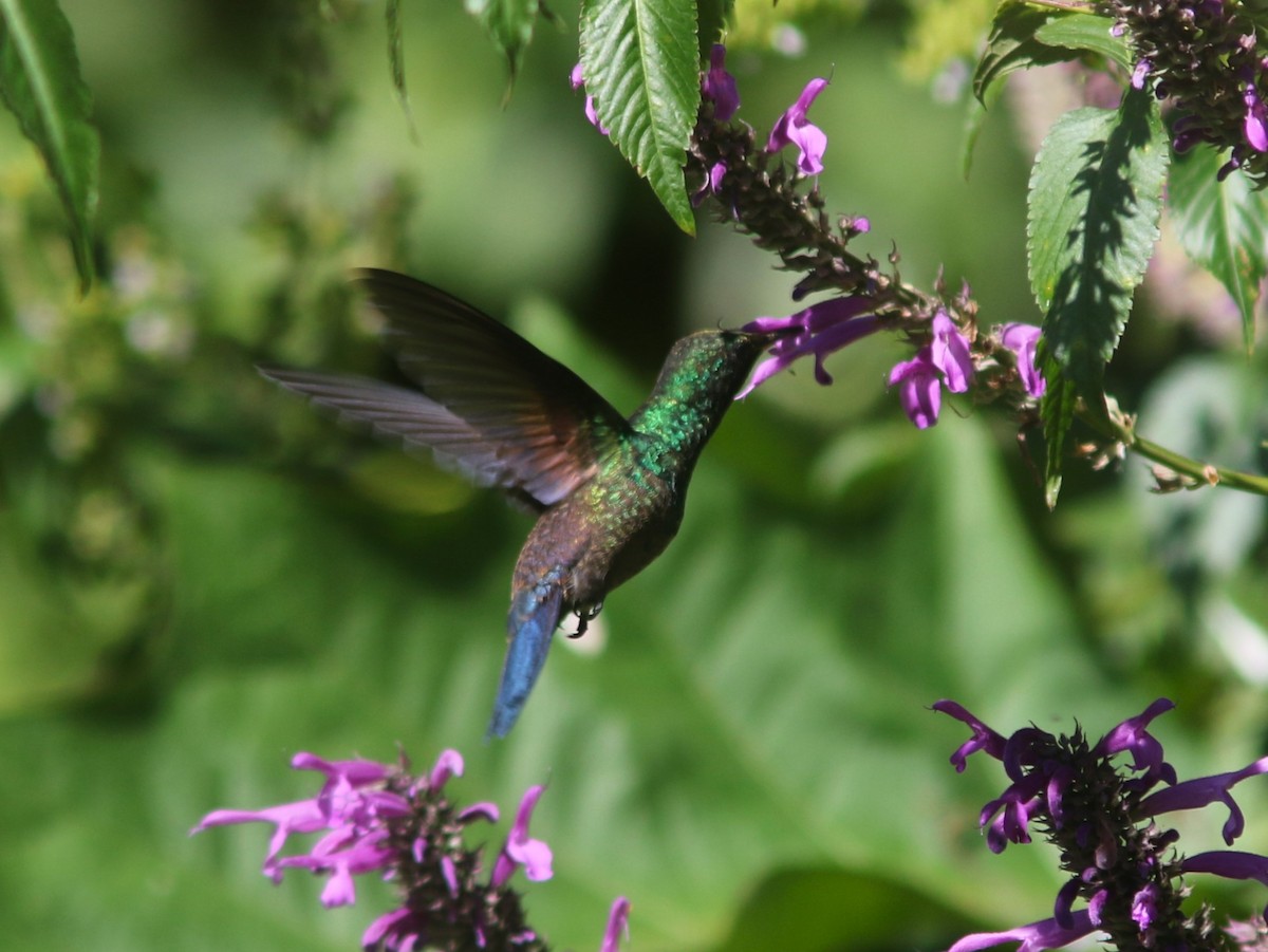Blue-tailed Hummingbird - ML612379906