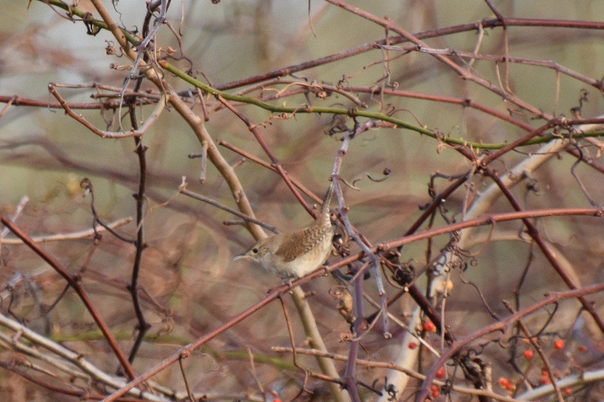 Northern House Wren - ML612379921