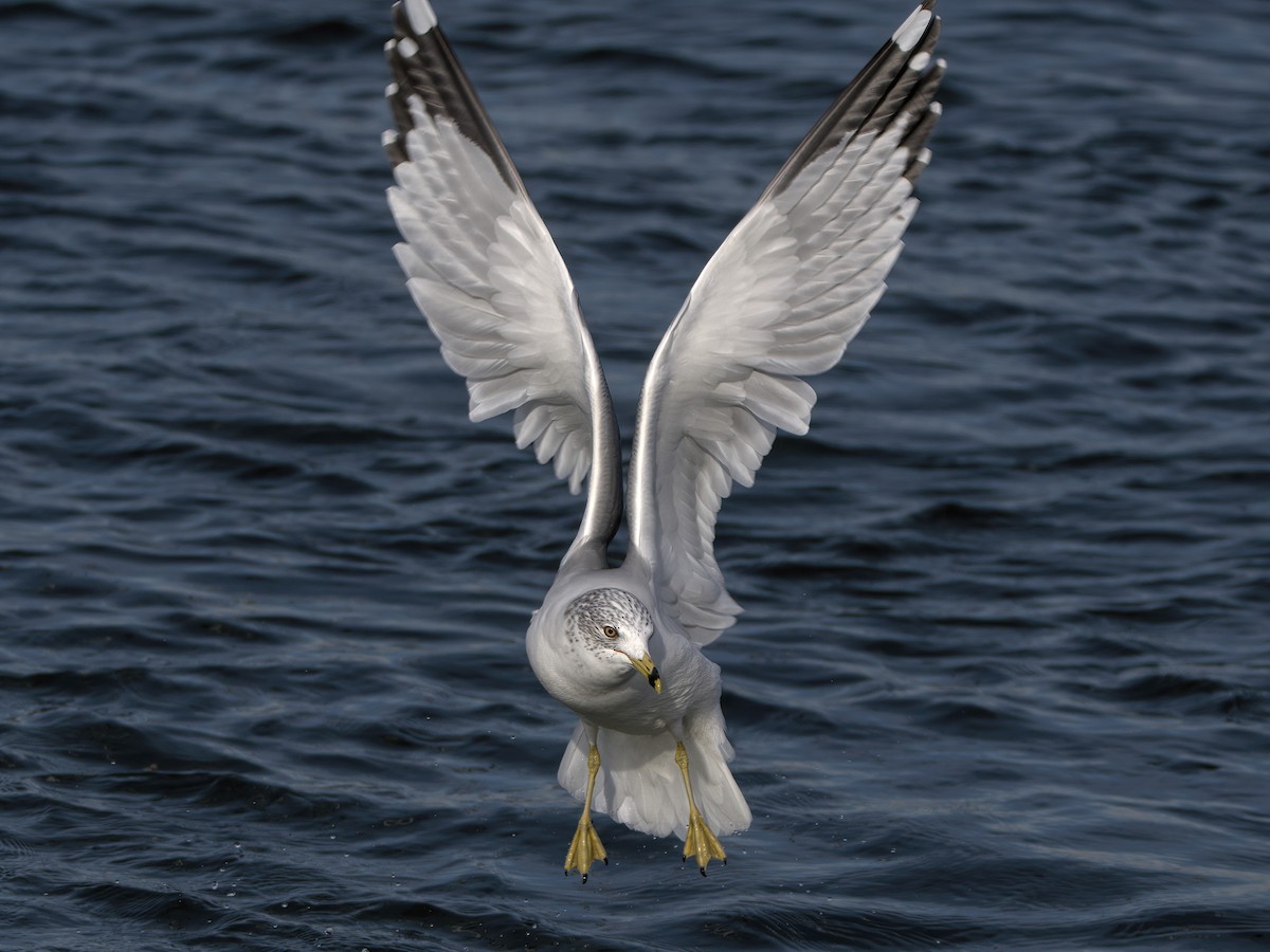 Ring-billed Gull - ML612379929