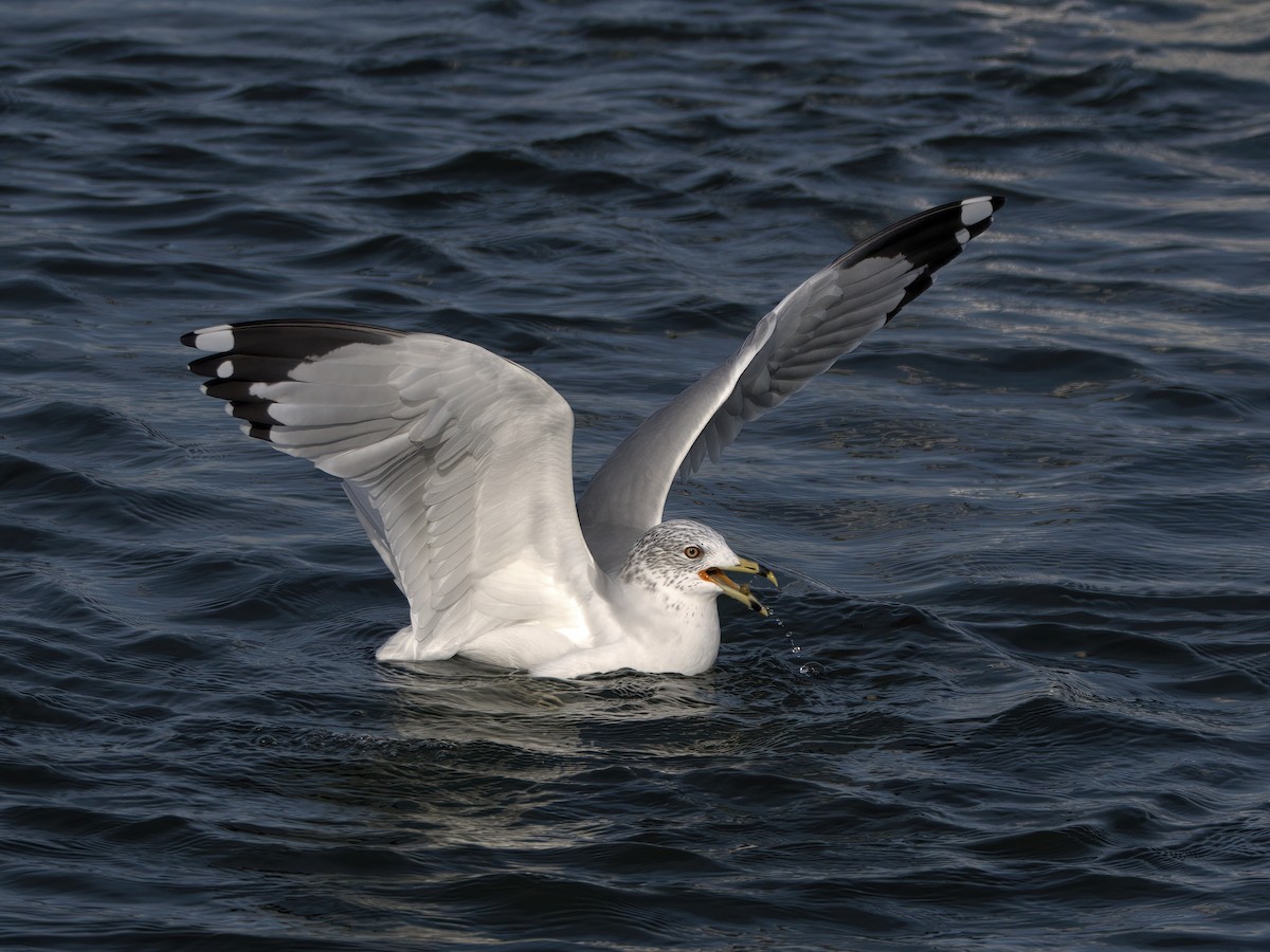 Ring-billed Gull - ML612379931