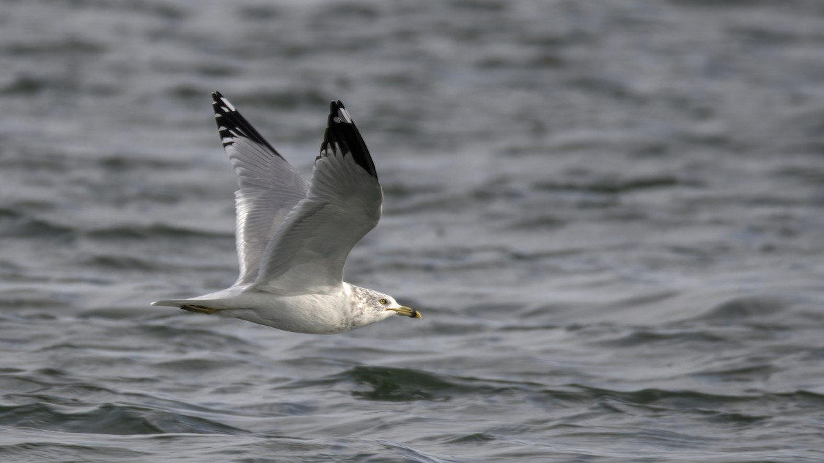 Ring-billed Gull - ML612379933