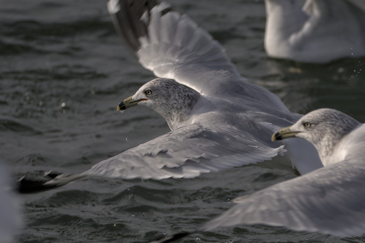 Ring-billed Gull - ML612379934