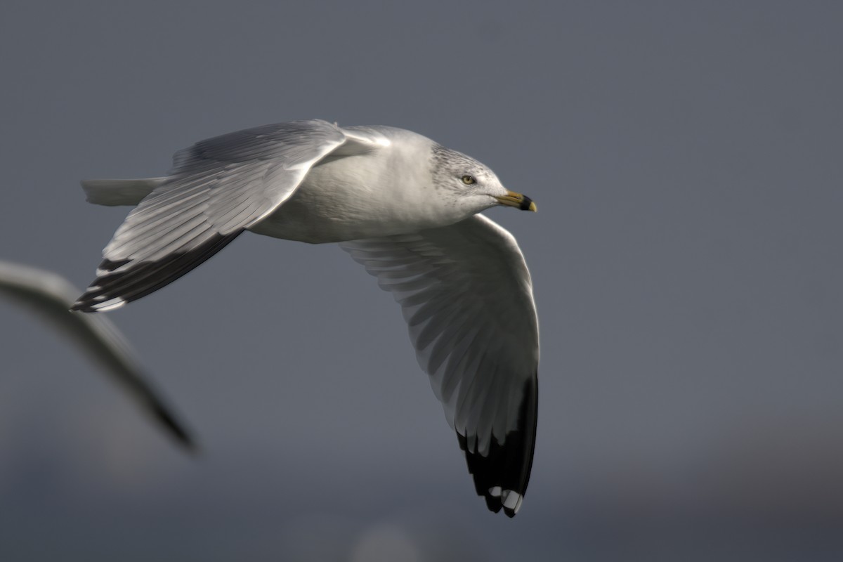 Ring-billed Gull - ML612379940