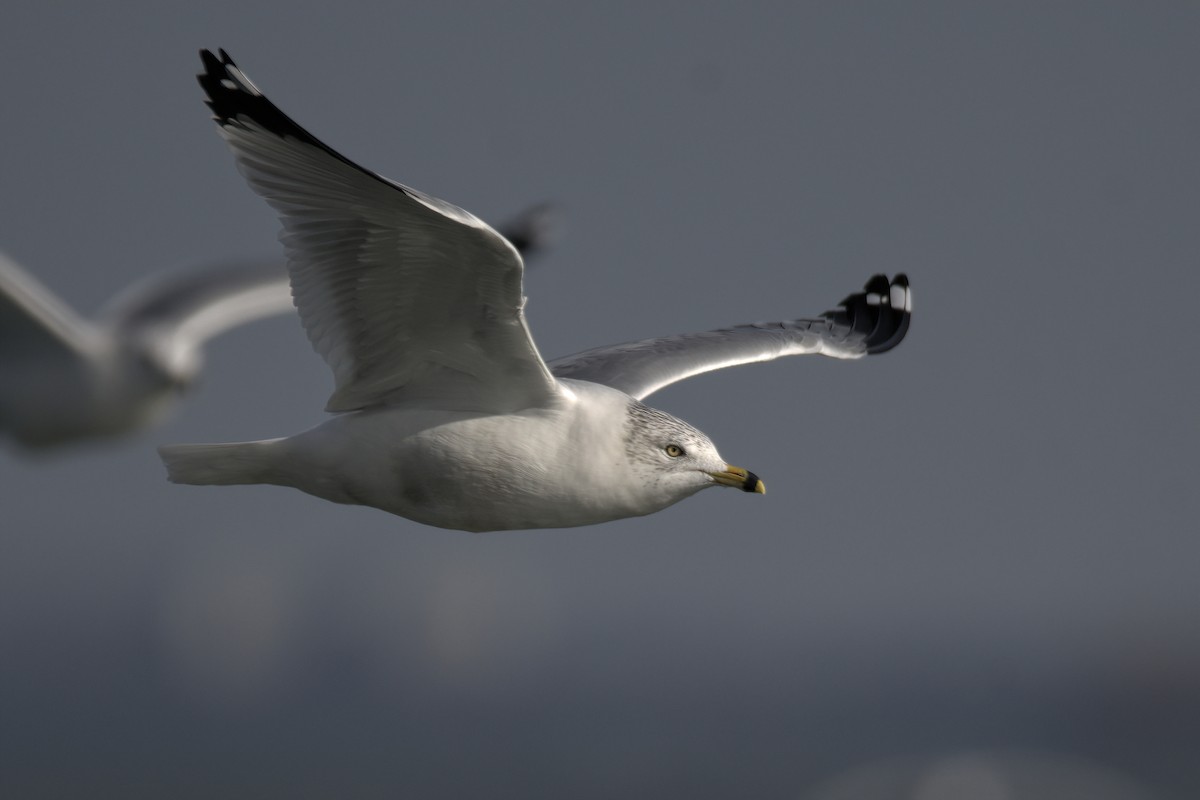 Ring-billed Gull - ML612379941