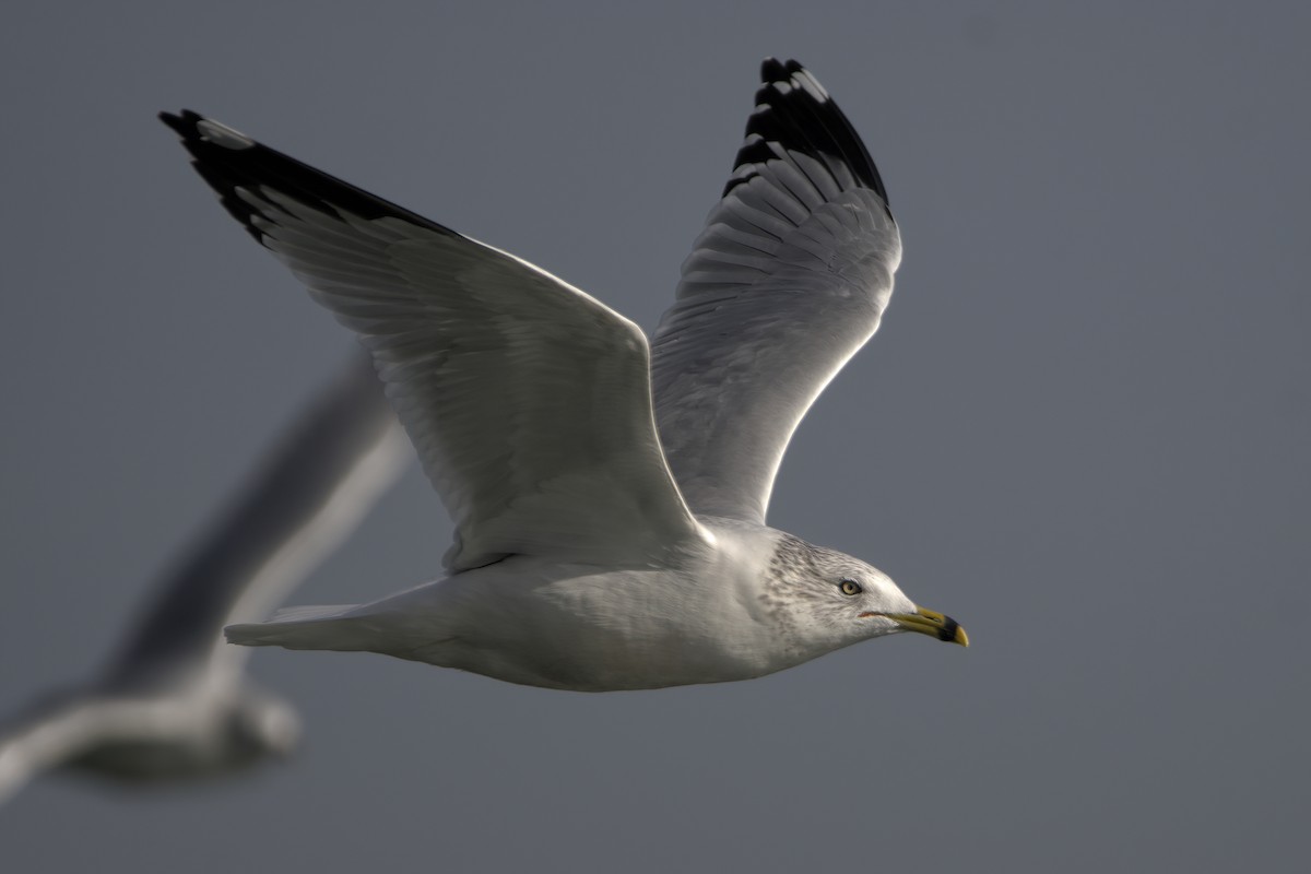 Ring-billed Gull - ML612379943