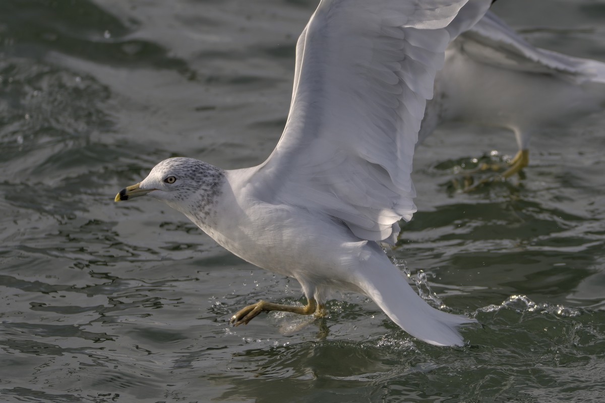 Ring-billed Gull - ML612379944