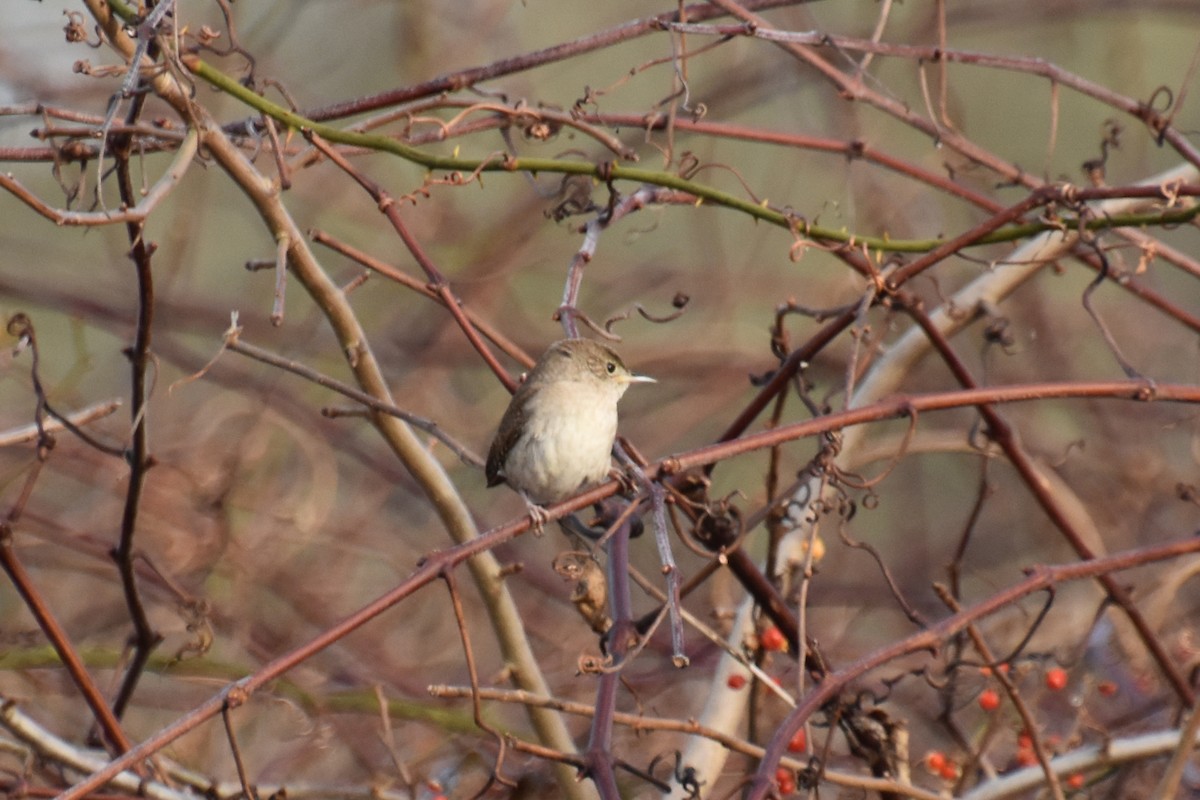 Northern House Wren - ML612379946