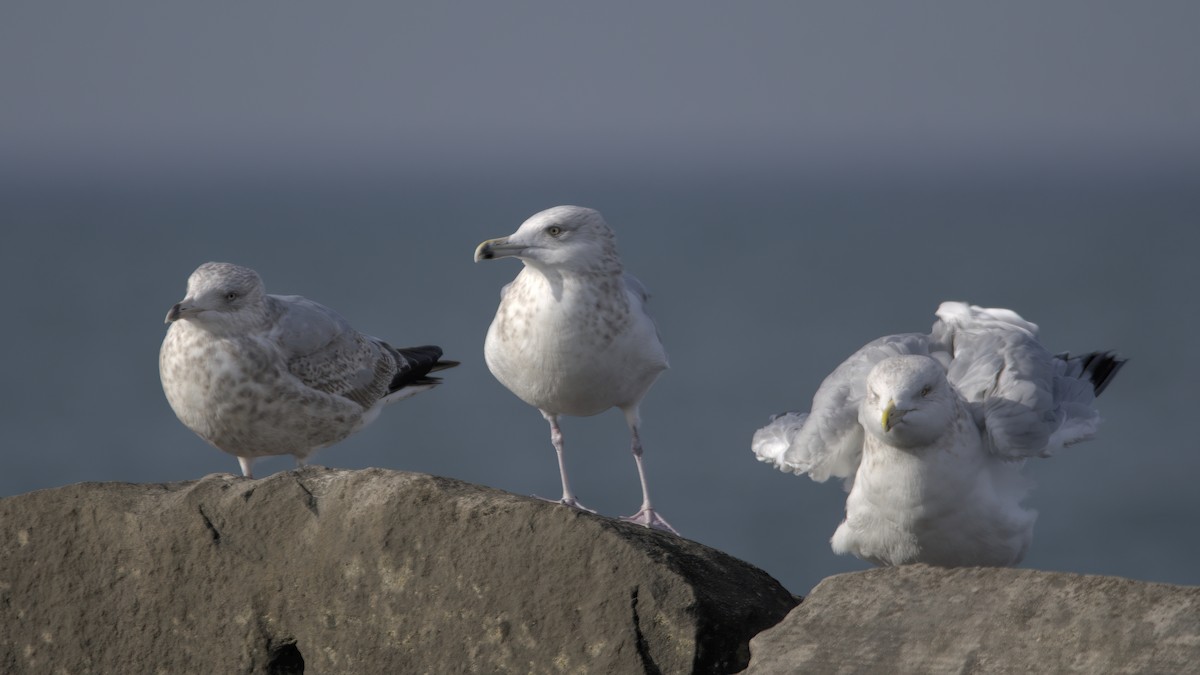 Herring Gull - ML612379959