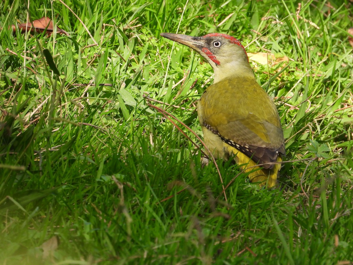 Iberian Green Woodpecker - ML612379960