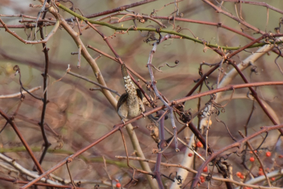 Northern House Wren - ML612379962