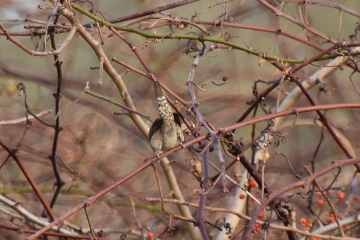 House Wren - ML612379962