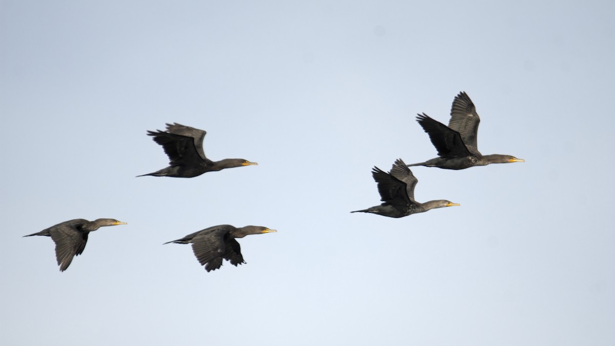 Double-crested Cormorant - ML612379965