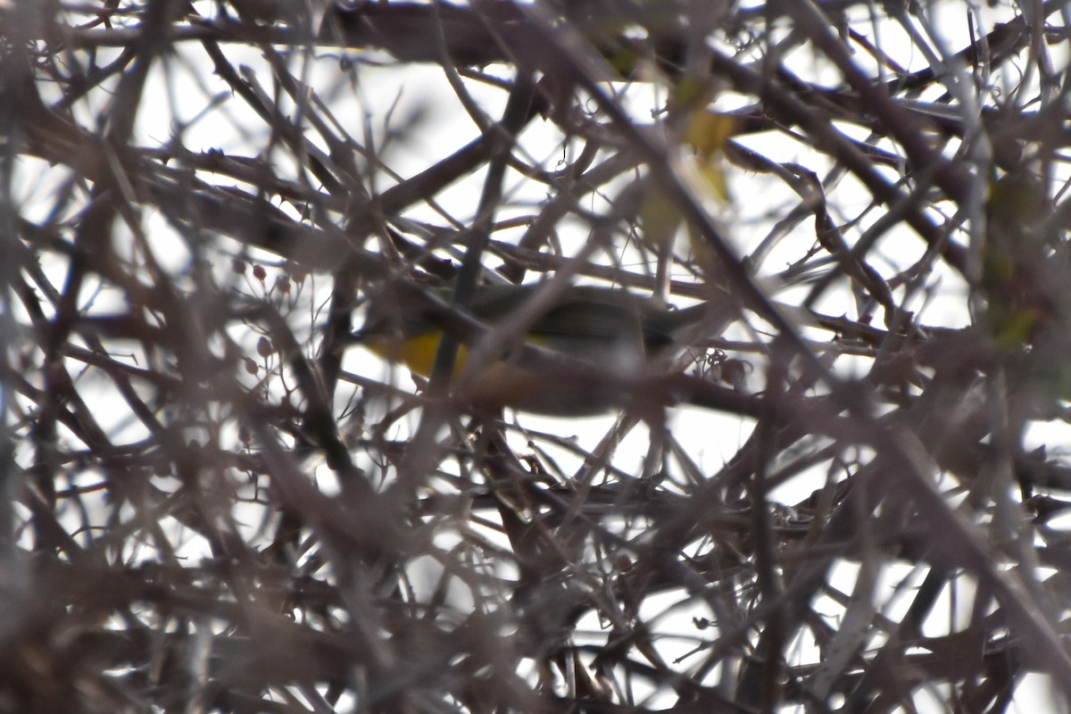 Yellow-breasted Chat - ML612379968