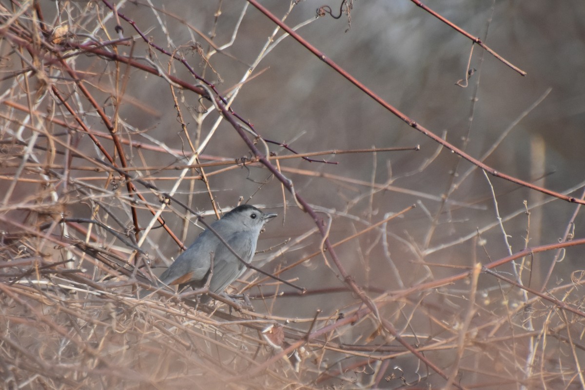 Gray Catbird - ML612379974