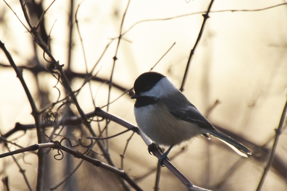 Black-capped Chickadee - ML612379993