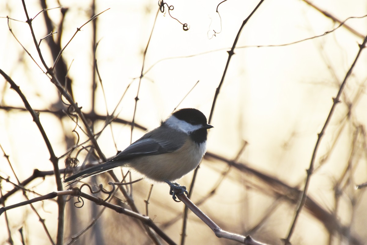 Black-capped Chickadee - ML612379995