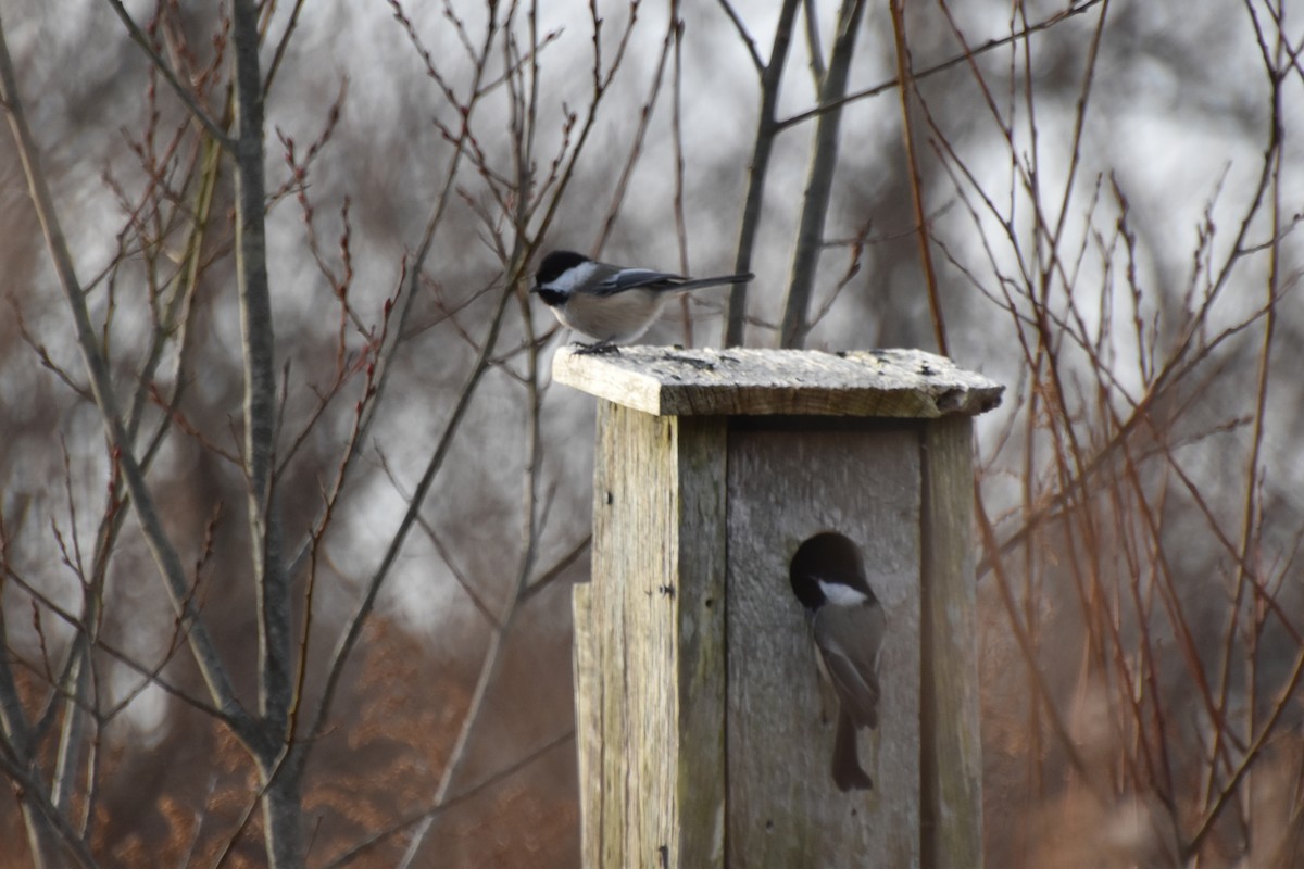 Black-capped Chickadee - ML612380004