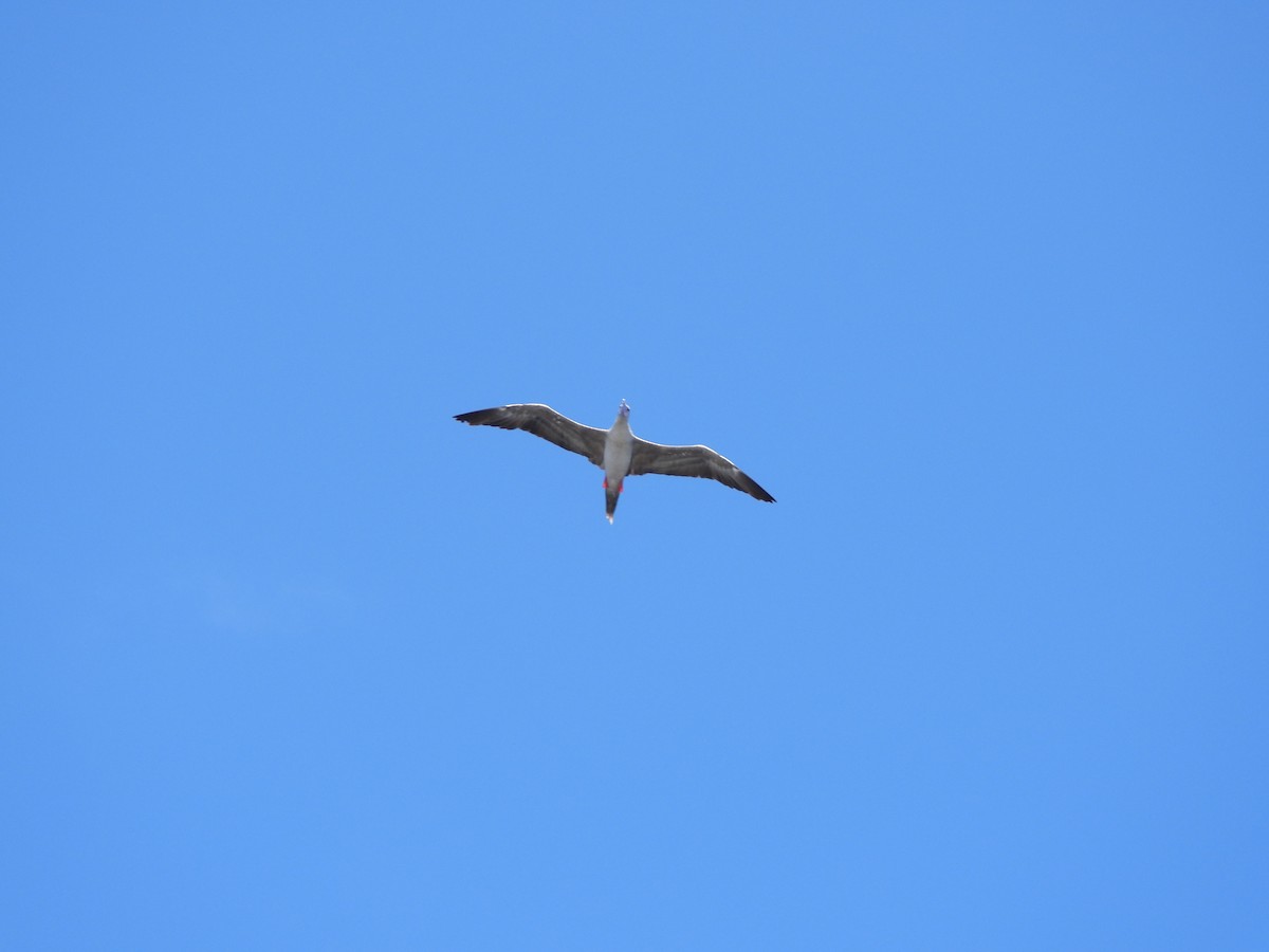 Red-footed Booby - ML612380010