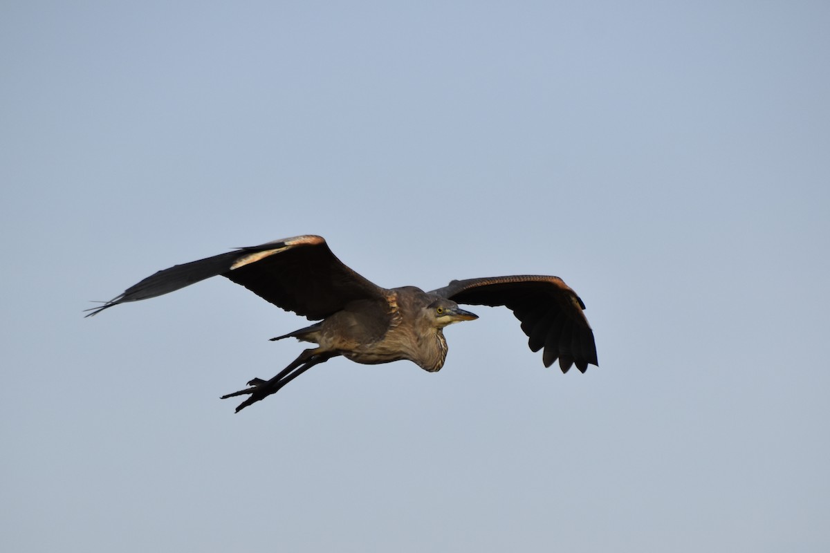 Great Blue Heron - ML612380011