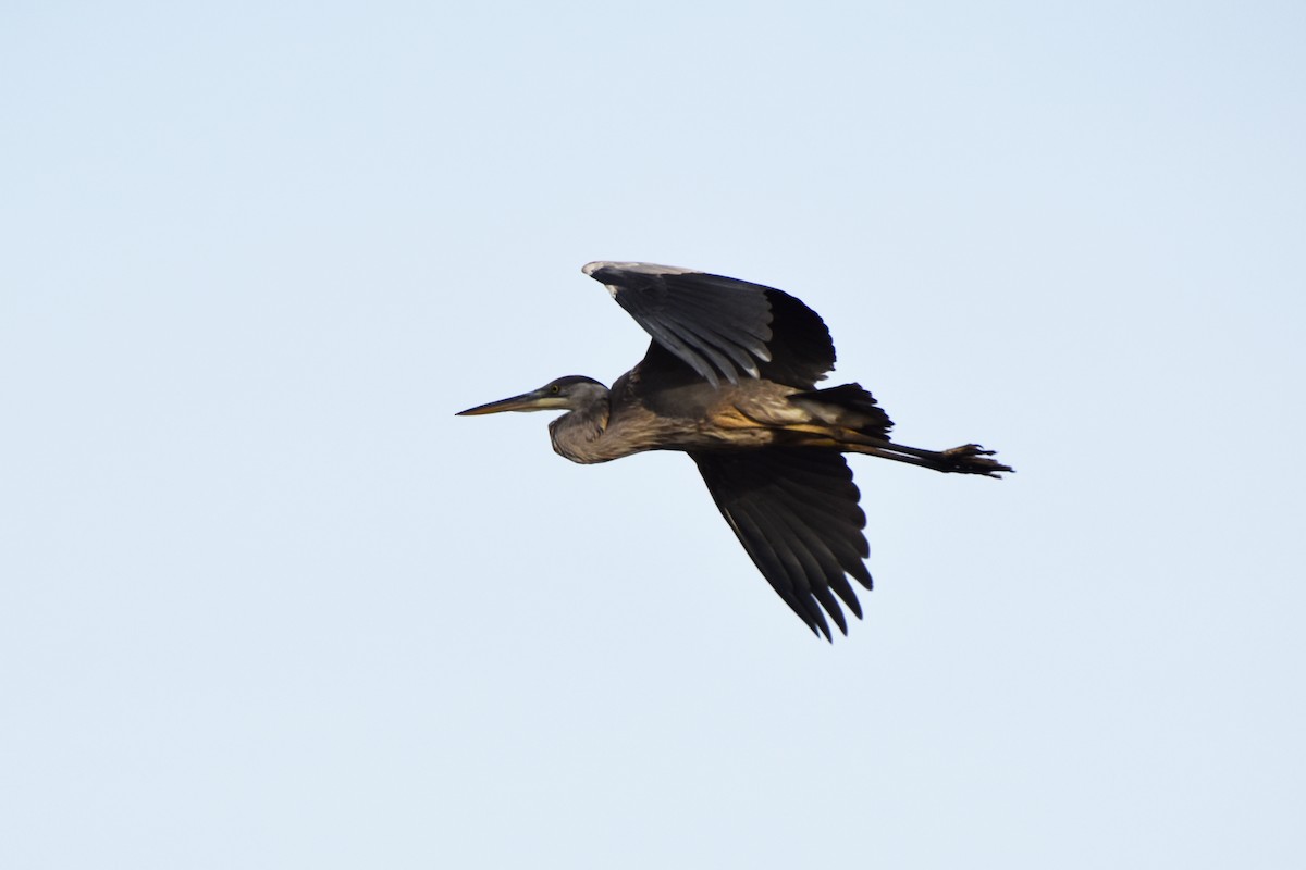 Great Blue Heron - ML612380014