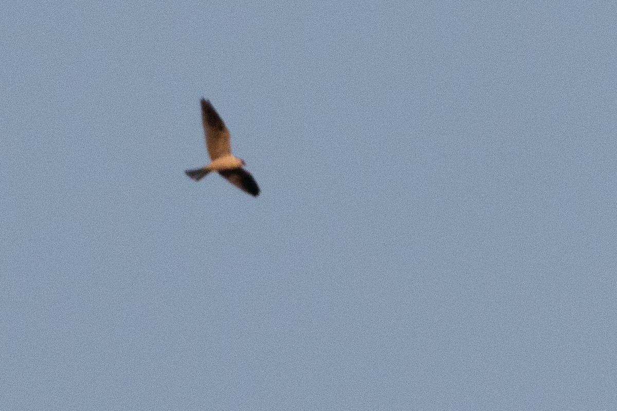 White-tailed Kite - ML612380016