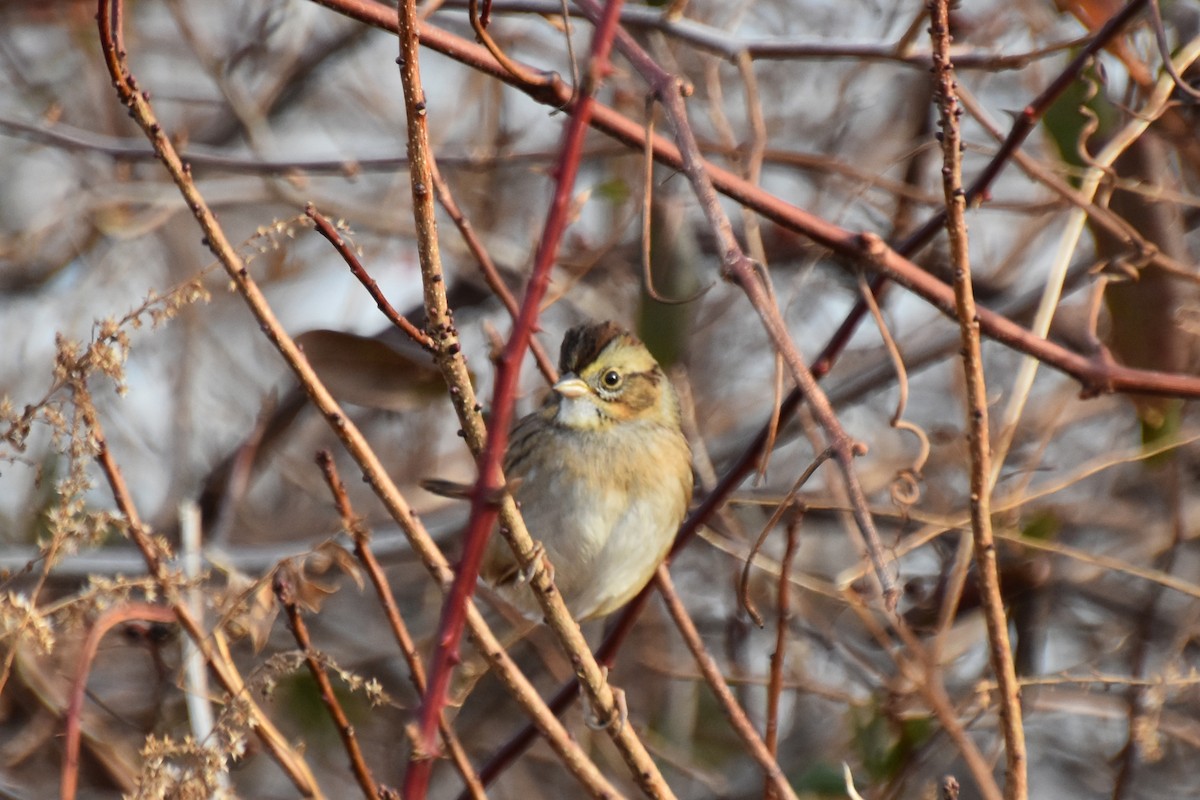 Swamp Sparrow - ML612380022