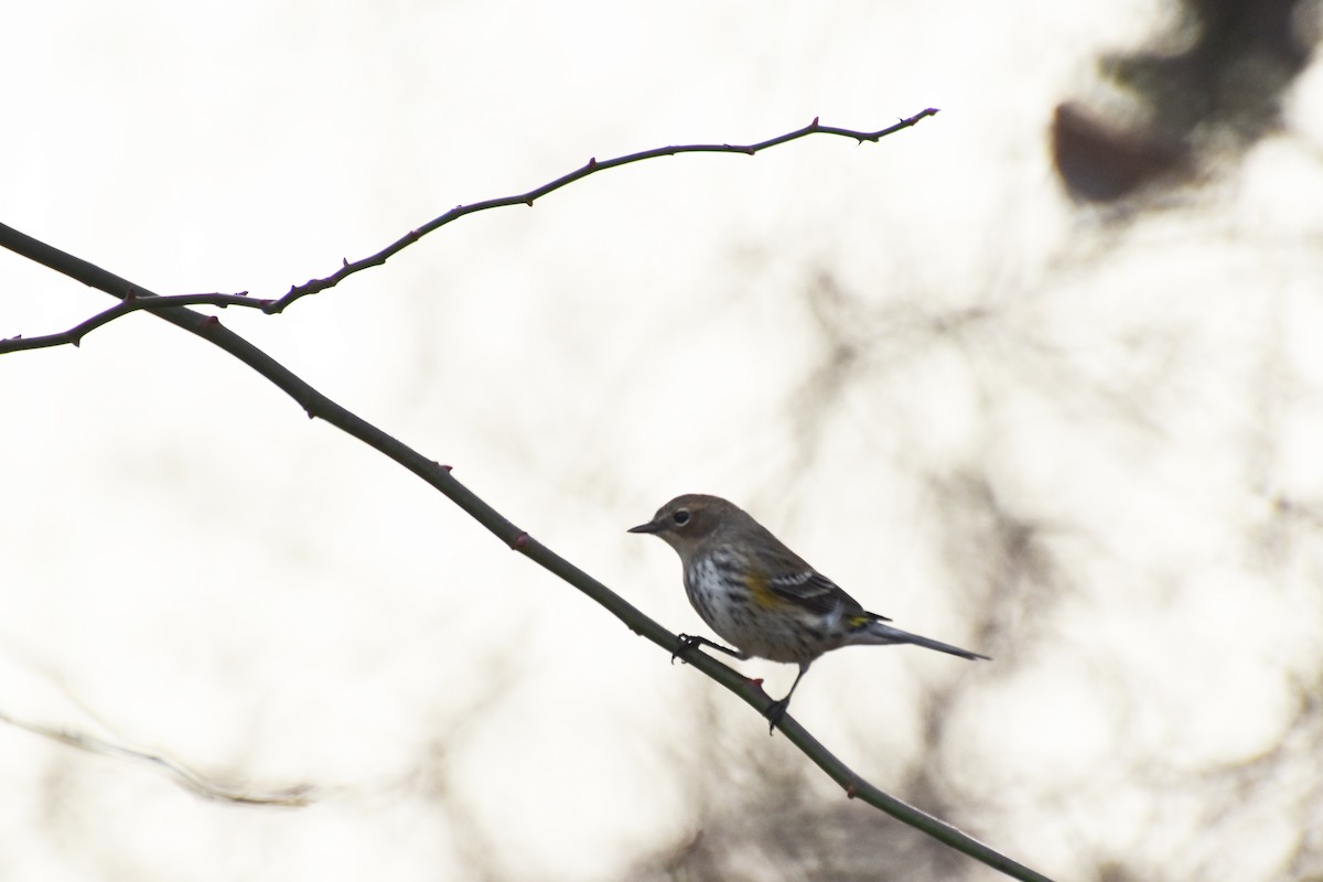 Yellow-rumped Warbler - ML612380026