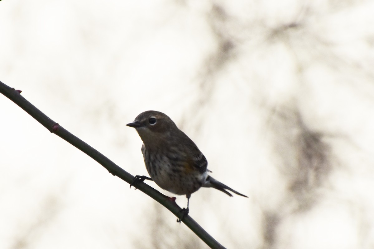 Yellow-rumped Warbler - ML612380028