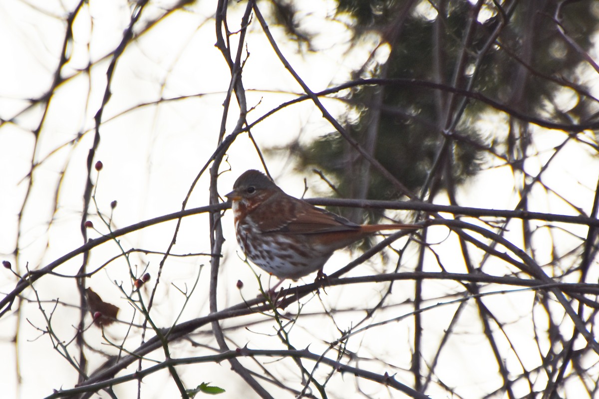 Fox Sparrow - ML612380032