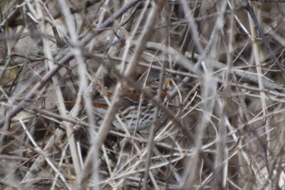 Fox Sparrow - ML612380037