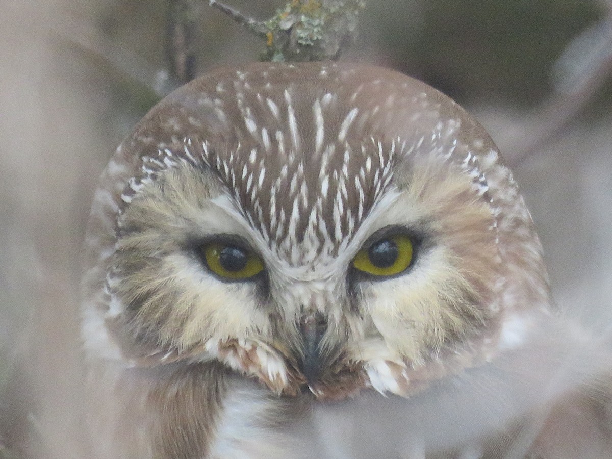 Northern Saw-whet Owl - ML612380047