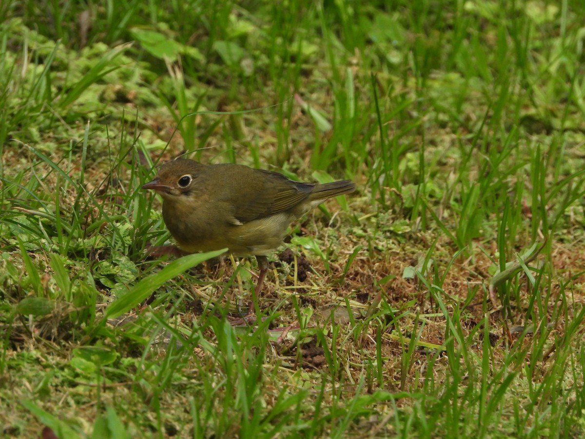 Connecticut Warbler - Ana Maria Monge Ortiz