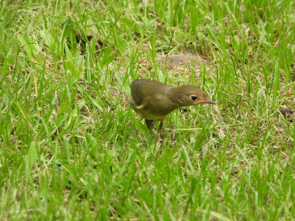 Connecticut Warbler - ML612380058