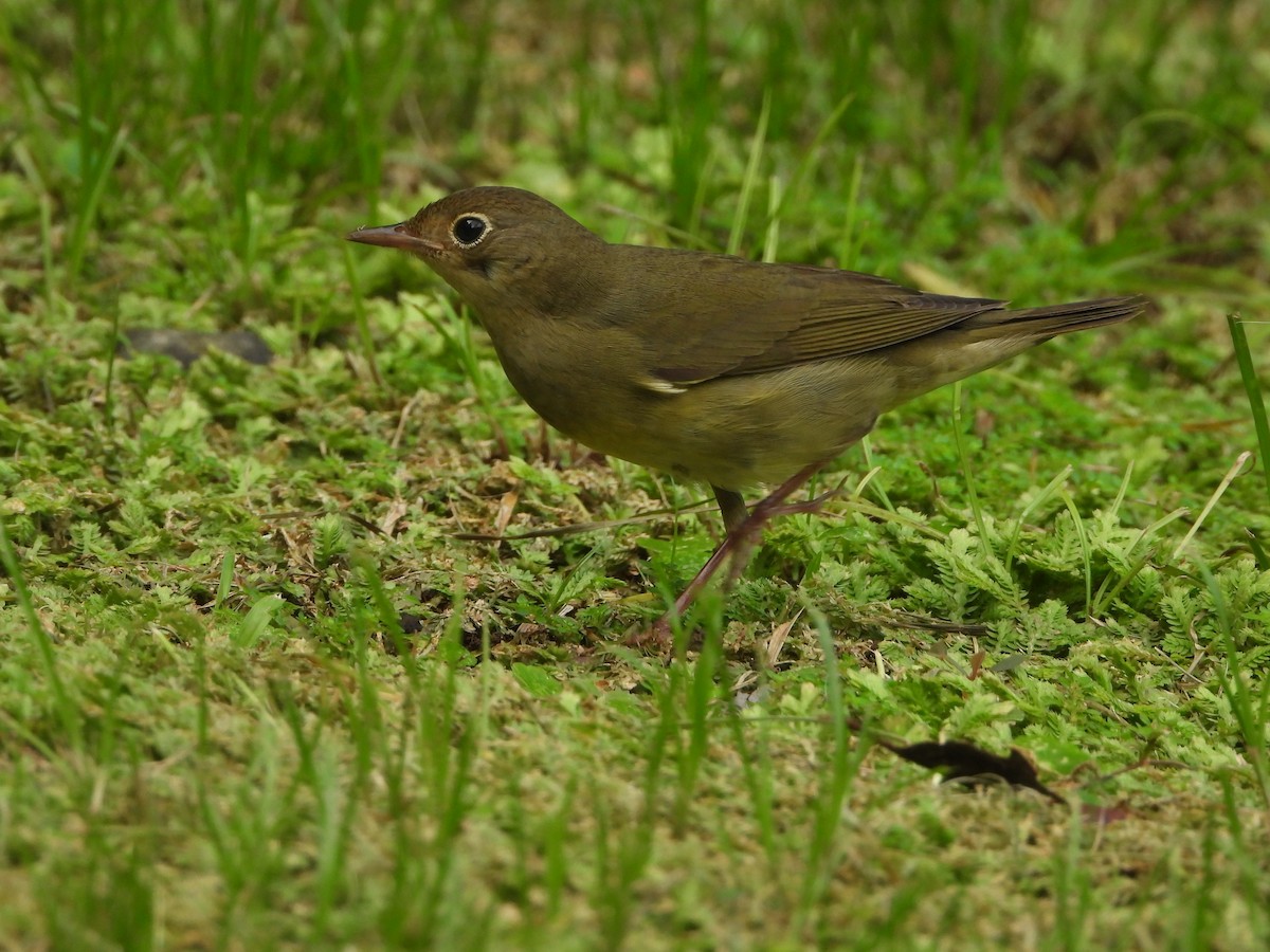 Augenring-Waldsänger - ML612380063